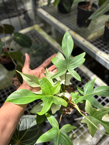 PS0926 Philodendron Florida Ghost - Mature