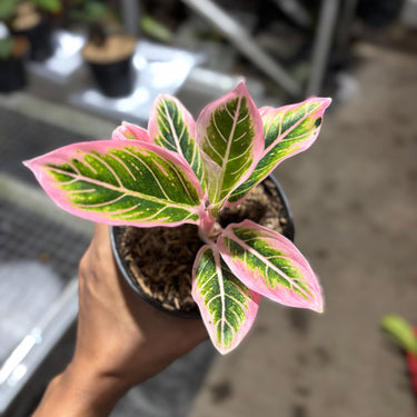 Aglaonema Lotus