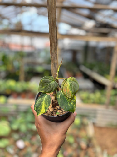 Philodendron micans variegated