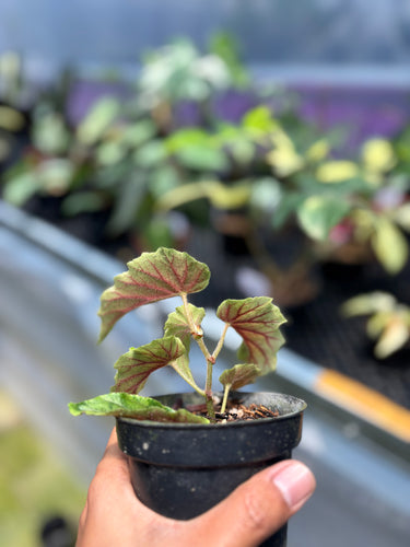 PS0952 Ginny Galaxy Variegated