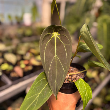 Anthurium Forgetii Long