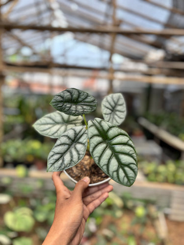 Alocasia Silver Dragon
