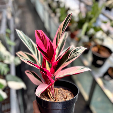 Calathea Triostar Variegated