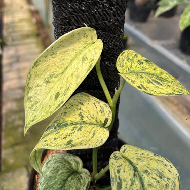 Scindapsus Cream Blue