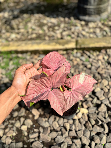 Syngonium Pink Candy