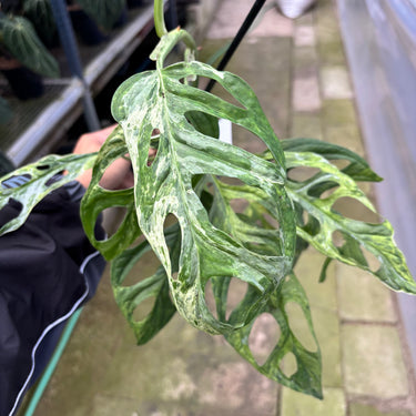 PS0917 Monstera Adansonii Variegated INA