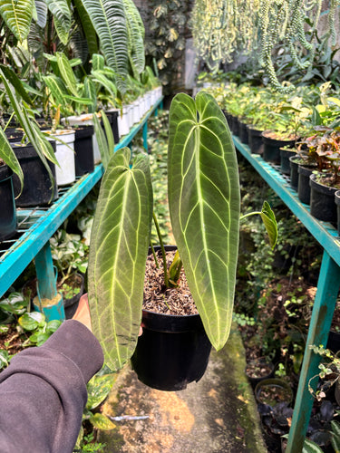 Anthurium Warocqueanum - Mature size - Plantstop.us
