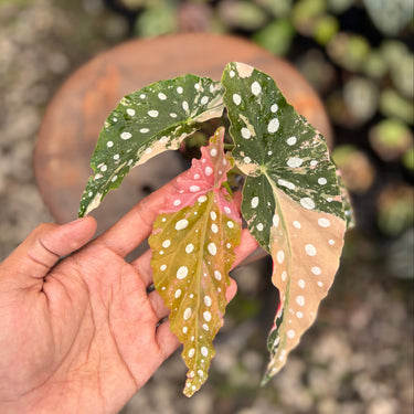Ps10-10 Begonia Maculata Variegated