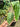 Anthurium king veitchii - mature size