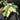 Monstera Variegated Halfmoon