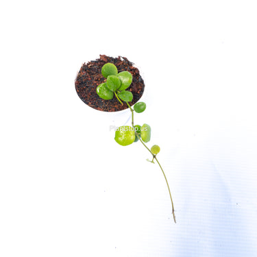 Hoya New Sp Buntok