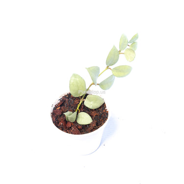 Hoya Lacunosa Fullmoon