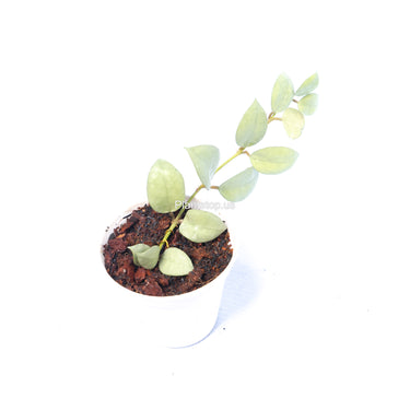 Hoya Lacunosa Fullmoon