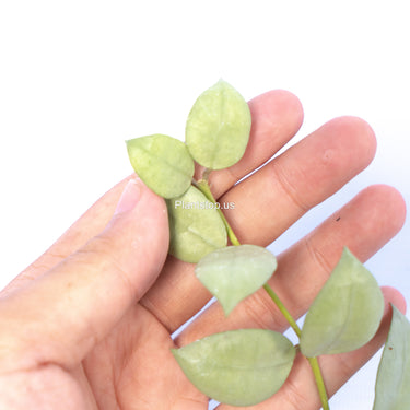Hoya Lacunosa Fullmoon