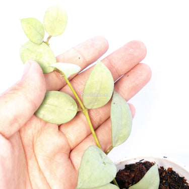 Hoya Lacunosa Fullmoon