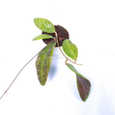 Hoya Rintzii Borneo