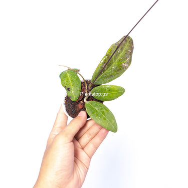 Hoya Rintzii Borneo
