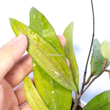 Hoya Sp Rindu Raflesia