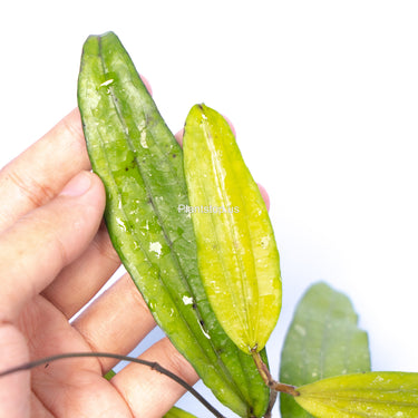 Hoya Sp Rindu Raflesia