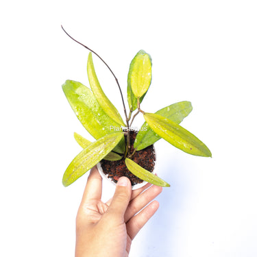 Hoya Sp Rindu Raflesia