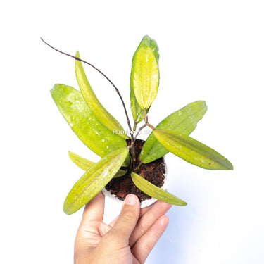 Hoya Sp Rindu Raflesia
