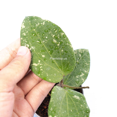 Hoya Glabra Splash