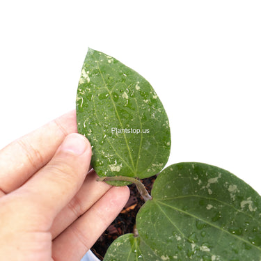 Hoya Glabra Splash