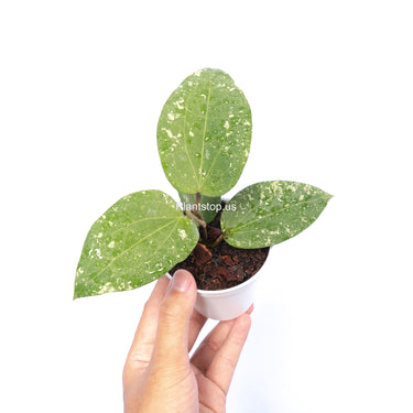 Hoya Glabra Splash