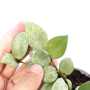 Hoya Lacunosa Silver Mint Coin