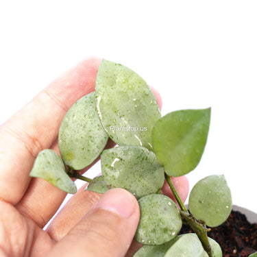 Hoya Lacunosa Silver Mint Coin