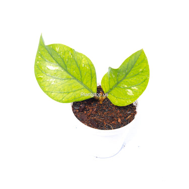 Hoya Meredhitii Round Leaf