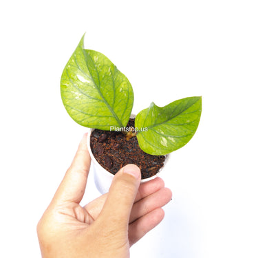 Hoya Meredhitii Round Leaf