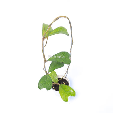 Hoya Sp Aceh Aff Deykeae