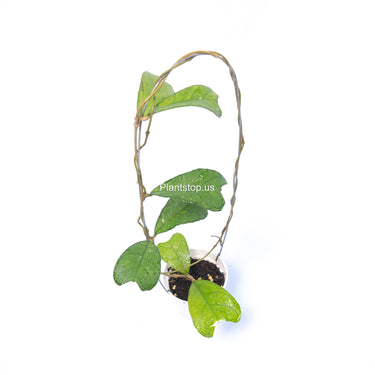 Hoya Sp Aceh Aff Deykeae