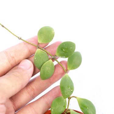 Hoya New Sp Sulawesi