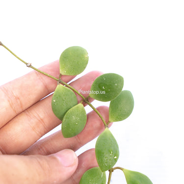 Hoya New Sp Sulawesi