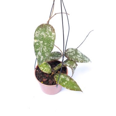 Hoya Caudata Aceh Splash