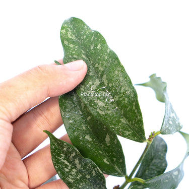 Hoya Campanulata Splash