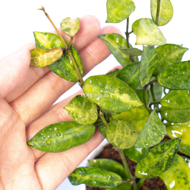 Hoya Lacunosa Amarillo