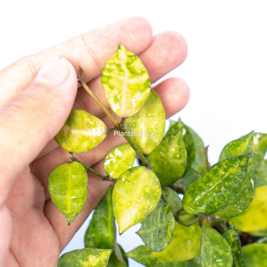 Hoya Lacunosa Amarillo