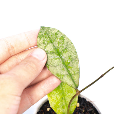 Hoya SLM-04 Silver Borneo