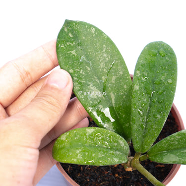 Hoya Diversifolia Splash