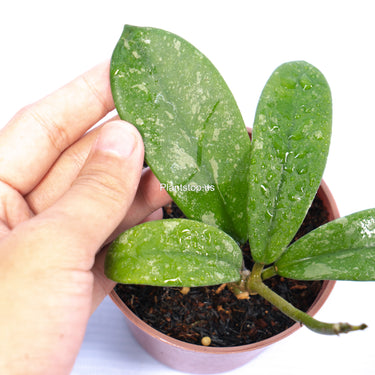 Hoya Diversifolia Splash