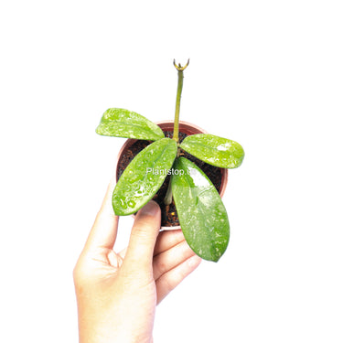 Hoya Diversifolia Splash