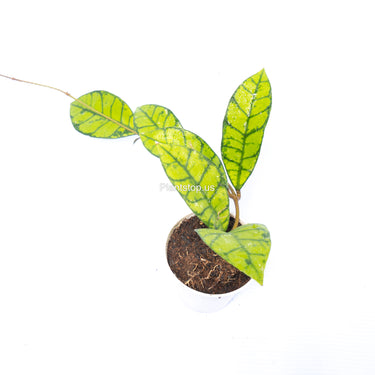 Hoya Verticillata Wonosobo