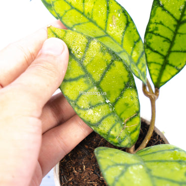 Hoya Verticillata Wonosobo