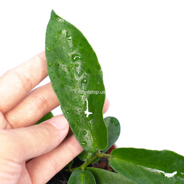 Hoya Stenakey Dark