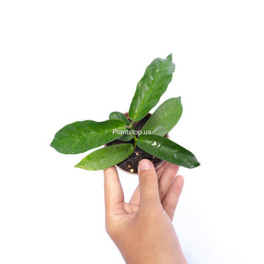 Hoya Stenakey Dark