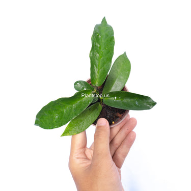 Hoya Stenakey Dark