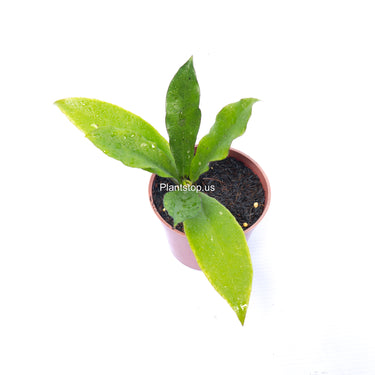 Hoya SLM-01 Buntokensis